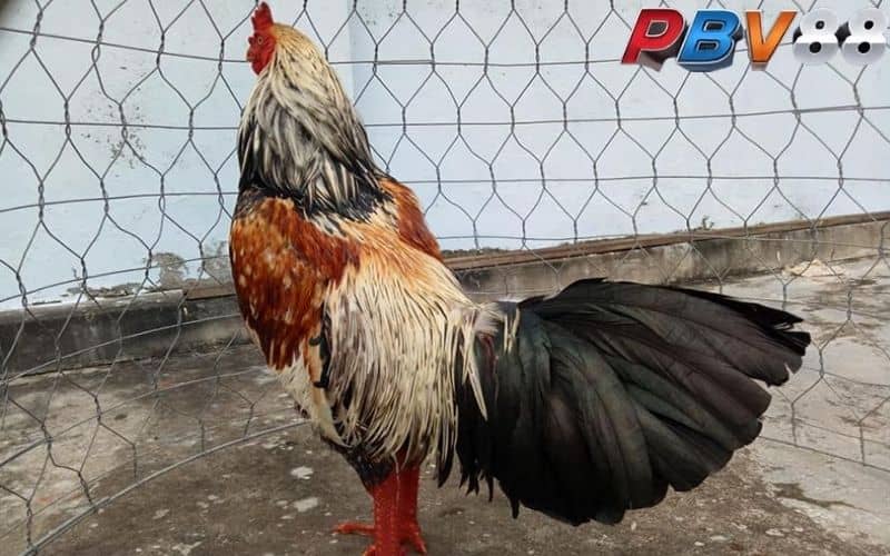 Cách nuôi và huấn luyện gà chuối phát triển tốt