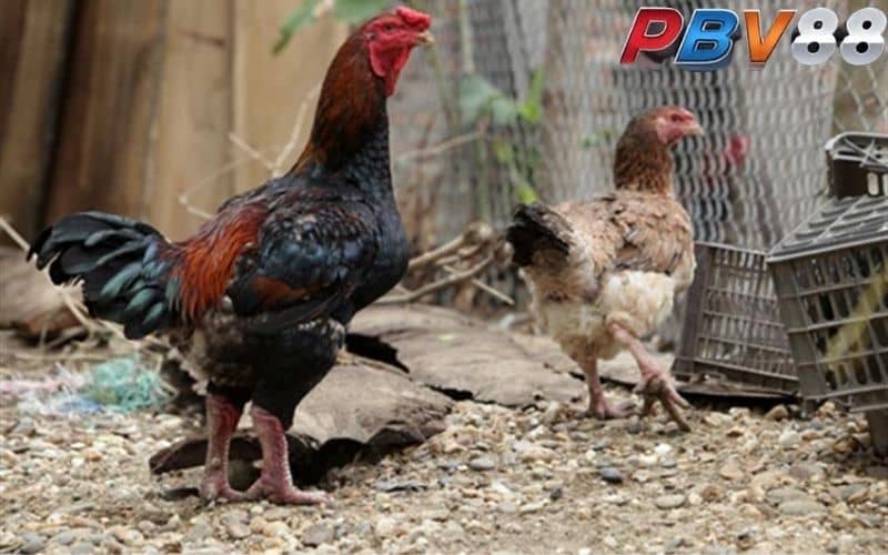 Chọn gà màu gì đá hay nhất dựa vào dòng bố mẹ