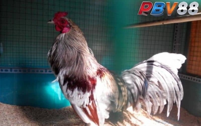 Gà chuối mạng Mộc thuộc dòng chiến kê đẳng cấp