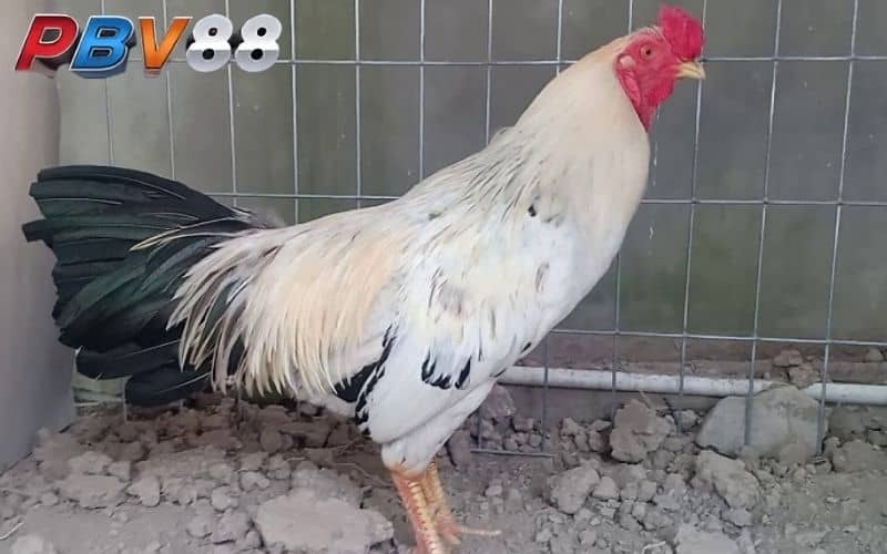 Gà chuối sở hữu bộ lông vàng và có khả năng chiến đấu tốt