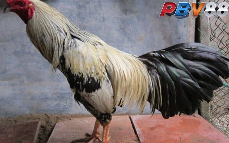 Gà chuối thuộc mạng Kim có khả năng chịu đòn cao