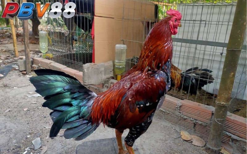 Gà điều chân vàng có lối đá chí mạng và tốc độ