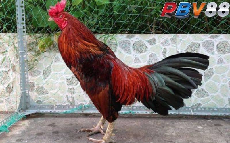 Gà điều sở hữu bộ lông màu đỏ và kết hợp nhiều màu khác nhau