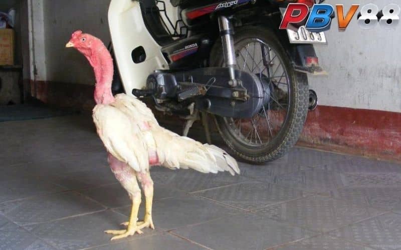 Gà nhạn chân vàng nếu được nuôi dưỡng tốt sẽ đá hay