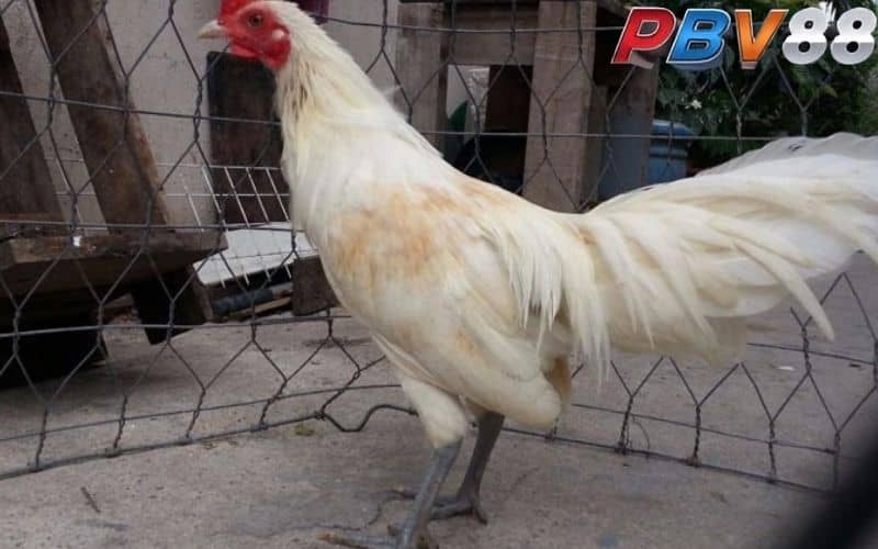 Gà nhạn chân xanh được đánh giá cao là đá hay