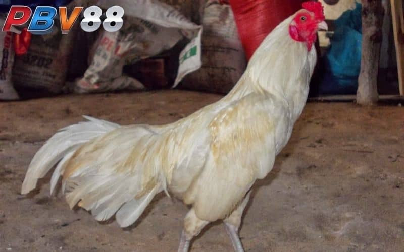 Gà nhạn là giống gà có bộ lông màu trắng