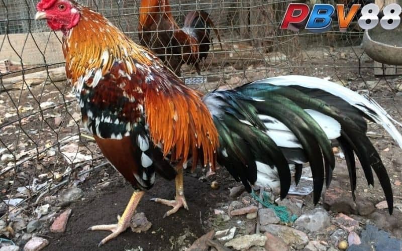 Tìm gà màu gì đá hay nhất thì cần nắm rõ thông tin về màu lông