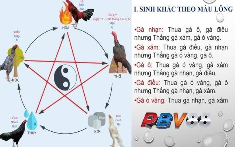 Xem màu mạng để chọn ra gà màu gì đa hay nhất đem đi đấu