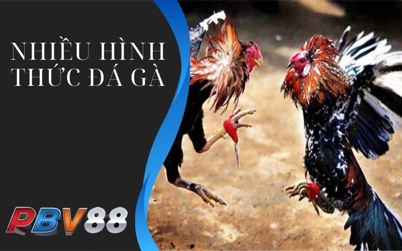 Có nhiều hình thức đá gà hấp dẫn