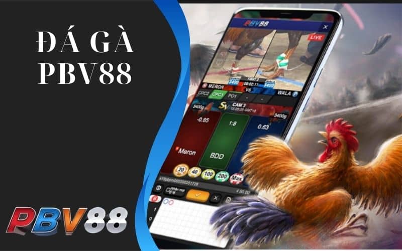 Đá gà PBV88 có 3 sảnh cược kịch tính