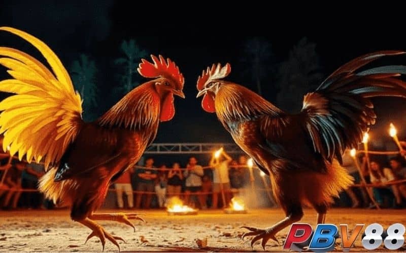 Luật chơi đá gà trực tiếp tại Thomo